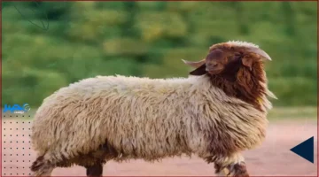 استقرار الأسعار.. وزير الزراعة يوضح العوامل وراء ثبات أسعار اللحوم في الأردن